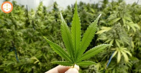 drug trading website