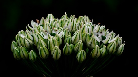 nexus onion