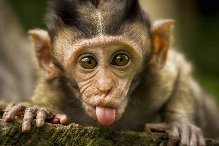 monkey xtc pill
