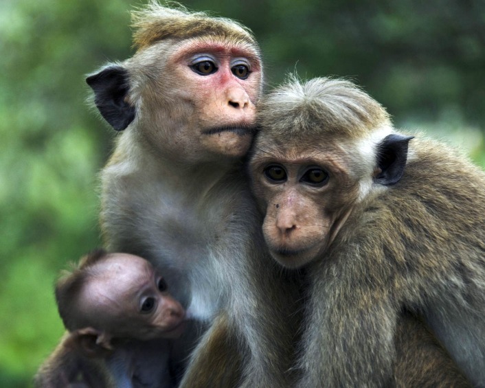 monkey xtc pill
