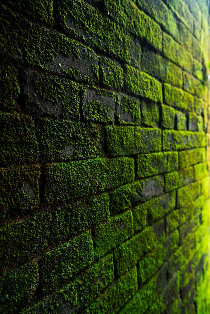 wall market darknet
