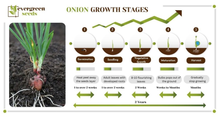 onion link reddit