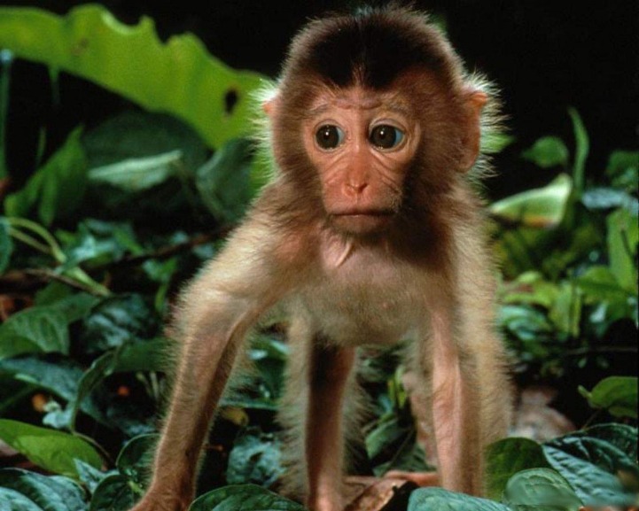 monkey x pill