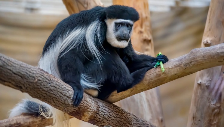 monkey x pill