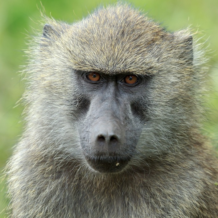 monkey x pill