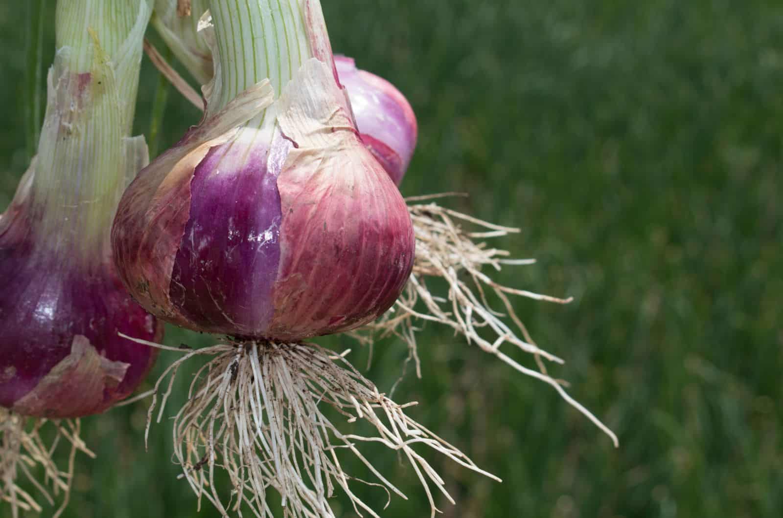 onion domain and kingdom